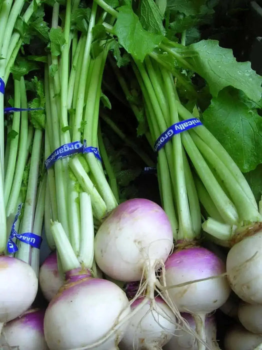 PURPLE TOP TURNIP ,ANNUAL VEGETABLE SEEDS - Caribbean garden seed