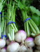 PURPLE TOP TURNIP ,ANNUAL VEGETABLE SEEDS - Caribbean garden seed