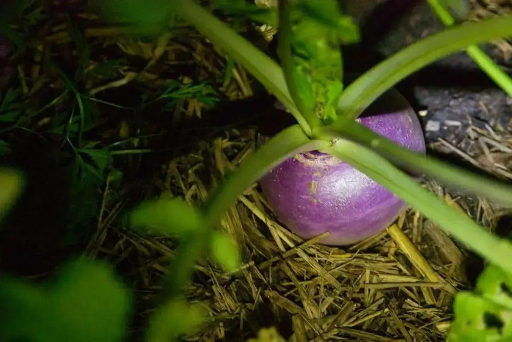 PURPLE TOP TURNIP ,ANNUAL VEGETABLE SEEDS - Caribbean garden seed
