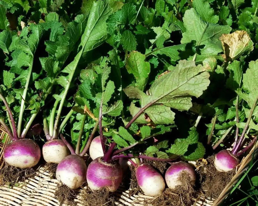 PURPLE TOP TURNIP ,ANNUAL VEGETABLE SEEDS - Caribbean garden seed