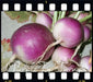 PURPLE TOP TURNIP ,ANNUAL VEGETABLE SEEDS - Caribbean garden seed