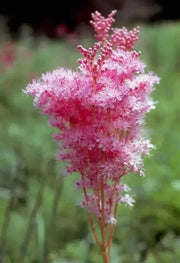 Queen of the Prairie,Flowers  Seeds US Native Wildflower - Caribbean garden seed
