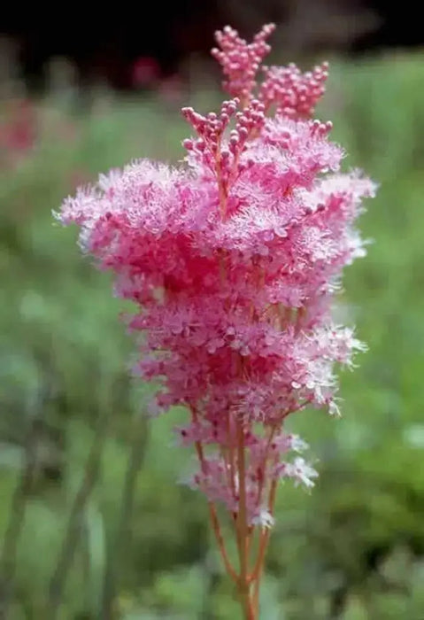 Queen of the Prairie,Flowers  Seeds US Native Wildflower - Caribbean garden seed