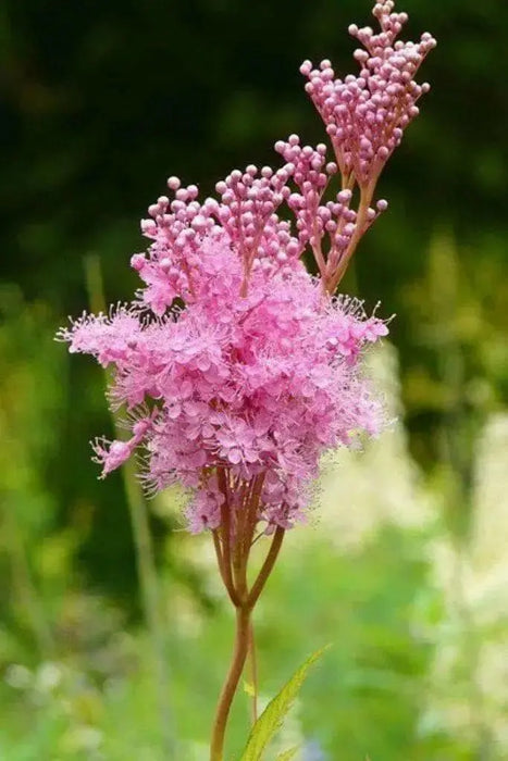 Queen of the Prairie,Flowers  Seeds US Native Wildflower - Caribbean garden seed