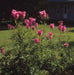 Queen of the Prairie,Flowers  Seeds US Native Wildflower - Caribbean garden seed