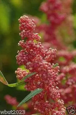Quinoa Plant Seeds- Red Head -bright pinkish red seed heads, white seeds. - Caribbean garden seed