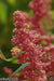 Quinoa Plant Seeds- Red Head -bright pinkish red seed heads, white seeds. - Caribbean garden seed