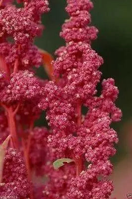 Quinoa Plant Seeds- Red Head -bright pinkish red seed heads, white seeds. - Caribbean garden seed