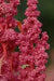 Quinoa Plant Seeds- Red Head -bright pinkish red seed heads, white seeds. - Caribbean garden seed
