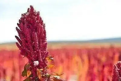 Quinoa Plant Seeds- Red Head -bright pinkish red seed heads, white seeds. - Caribbean garden seed