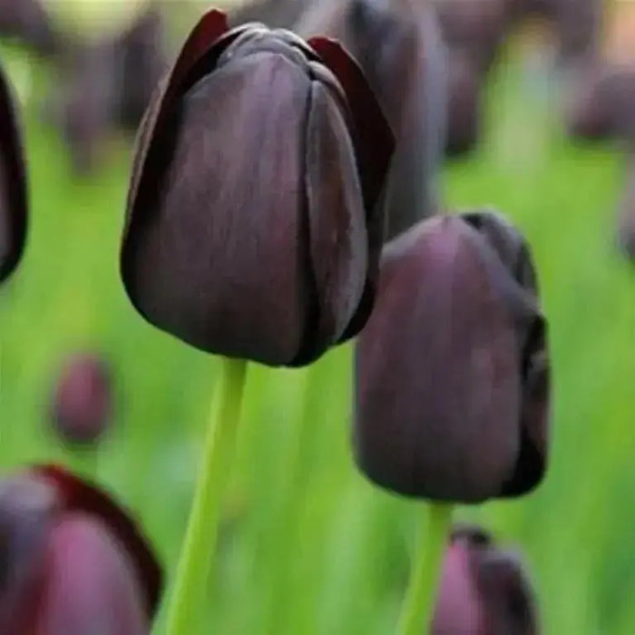 Queen of the Nigh ,Tulip Bulbs (Single Late) fall planting - Caribbean garden seed