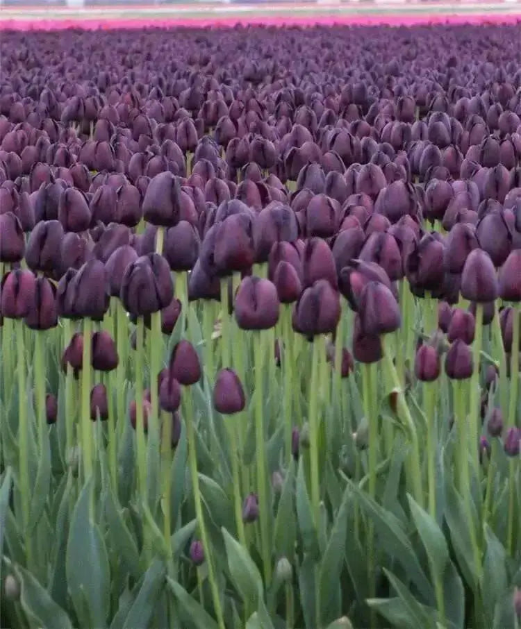 Queen of the Nigh ,Tulip Bulbs (Single Late) fall planting - Caribbean garden seed