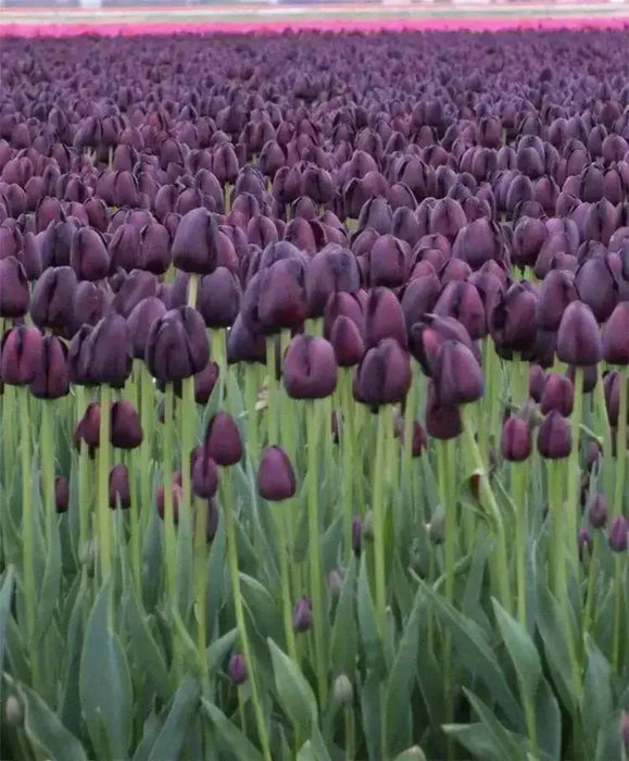 Queen of the Nigh ,Tulip Bulbs (Single Late) fall planting - Caribbean garden seed