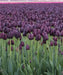 Queen of the Nigh ,Tulip Bulbs (Single Late) fall planting - Caribbean garden seed
