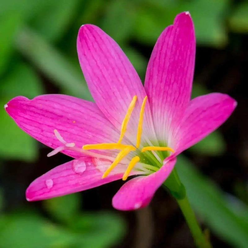 Rain Lily Bulbs .( Pink ) GREAT for Cut Flowers,  Containers, (Zephyranthes ) - Caribbean garden seed