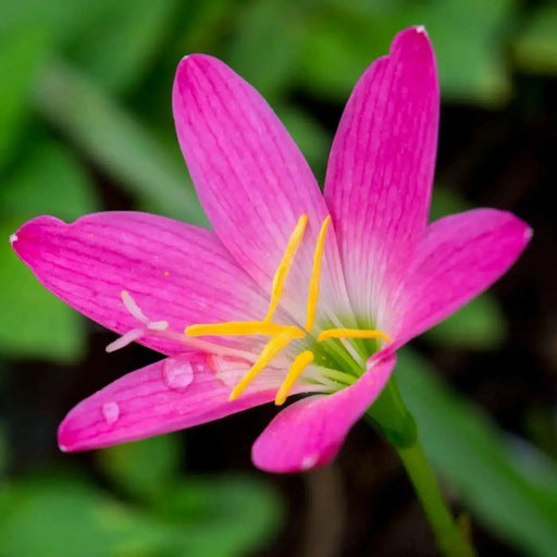 Rain Lily Bulbs .( Pink ) GREAT for Cut Flowers,  Containers, (Zephyranthes ) - Caribbean garden seed
