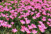 Rain Lily Bulbs .( Pink ) GREAT for Cut Flowers,  Containers, (Zephyranthes ) - Caribbean garden seed