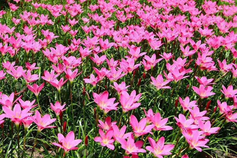 Rain Lily Bulbs .( Pink ) GREAT for Cut Flowers,  Containers, (Zephyranthes ) - Caribbean garden seed