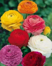 Ranunculus Asiaticus, Mixed Colors ( Bulbs) Persian Buttercup - Caribbean garden seed