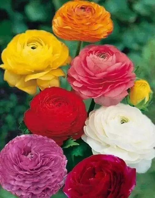 Ranunculus Asiaticus, Mixed Colors ( Bulbs) Persian Buttercup - Caribbean garden seed