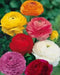Ranunculus Asiaticus, Mixed Colors ( Bulbs) Persian Buttercup - Caribbean garden seed