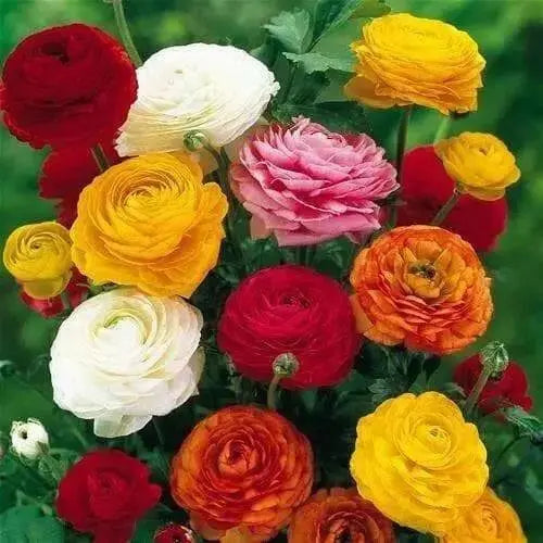 Ranunculus Asiaticus, Mixed Colors ( Bulbs) Persian Buttercup - Caribbean garden seed