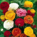 Ranunculus Asiaticus, Mixed Colors ( Bulbs) Persian Buttercup - Caribbean garden seed