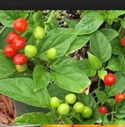 Quintisho RED ,PEPPER SEEDS - Capsicum Chinense - From Bolivia - Caribbean garden seed