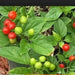 Quintisho RED ,PEPPER SEEDS - Capsicum Chinense - From Bolivia - Caribbean garden seed