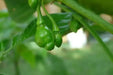 Quintisho RED ,PEPPER SEEDS - Capsicum Chinense - From Bolivia - Caribbean garden seed