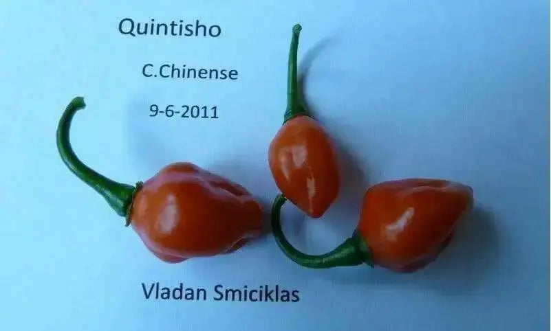Quintisho RED ,PEPPER SEEDS - Capsicum Chinense - From Bolivia - Caribbean garden seed