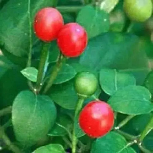 Quintisho RED ,PEPPER SEEDS - Capsicum Chinense - From Bolivia - Caribbean garden seed