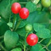 Quintisho RED ,PEPPER SEEDS - Capsicum Chinense - From Bolivia - Caribbean garden seed