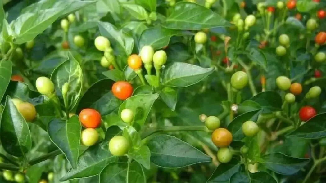 Quintisho RED ,PEPPER SEEDS - Capsicum Chinense - From Bolivia - Caribbean garden seed