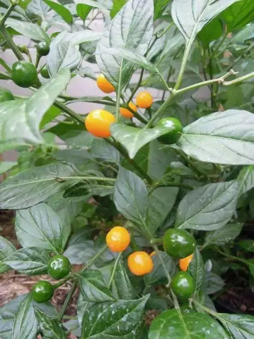 Quintisho YELLOW ,PEPPER SEEDS - Capsicum Chinense - From Bolivia - Caribbean garden seed