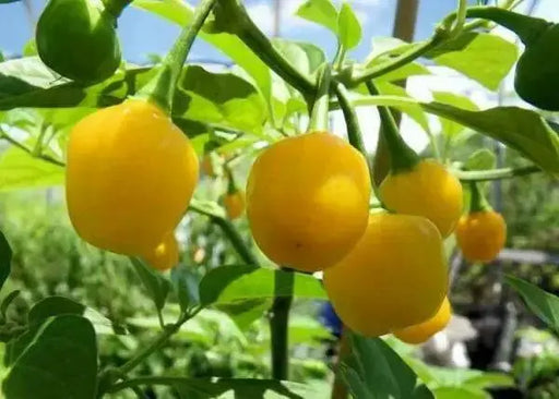 Quintisho YELLOW ,PEPPER SEEDS - Capsicum Chinense - From Bolivia - Caribbean garden seed