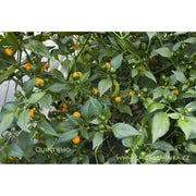 Quintisho YELLOW ,PEPPER SEEDS - Capsicum Chinense - From Bolivia - Caribbean garden seed