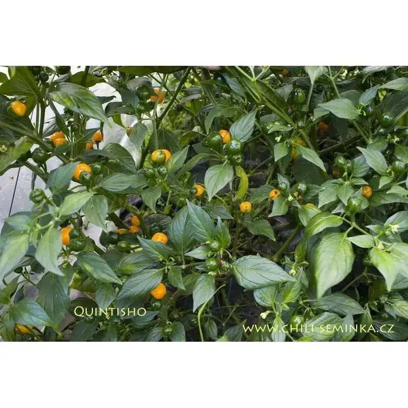 Quintisho YELLOW ,PEPPER SEEDS - Capsicum Chinense - From Bolivia - Caribbean garden seed