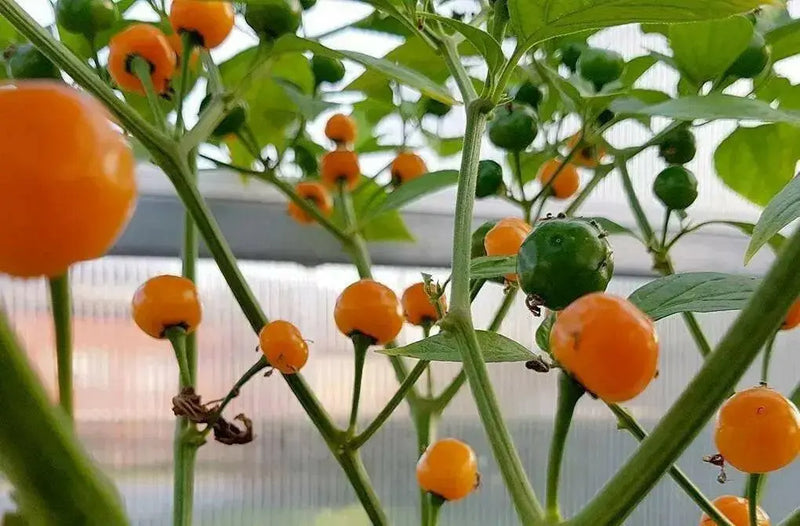 Quintisho YELLOW ,PEPPER SEEDS - Capsicum Chinense - From Bolivia - Caribbean garden seed