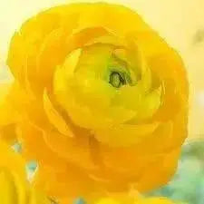 Ranunculus Asiaticus, Yellow ( Bulbs) Persian Buttercup - Caribbean garden seed