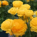 Ranunculus Asiaticus, Yellow ( Bulbs) Persian Buttercup - Caribbean garden seed