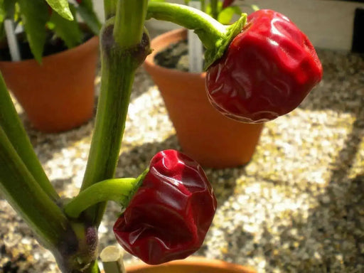 Ramnad  Round Pepper Seeds, Asian Vegetable - Caribbean garden seed