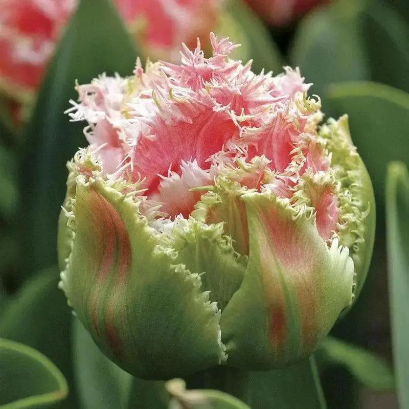 Queensland Tulip (Bulbs 12/+cm,) fringed - Caribbean garden seed