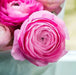 Ranunculus Asiaticus, Pink ( Bulbs) Persian Buttercup - Caribbean garden seed