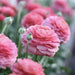 Ranunculus Asiaticus, Pink ( Bulbs) Persian Buttercup - Caribbean garden seed