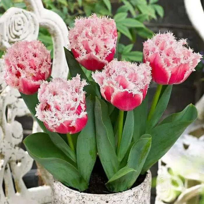 Queensland Tulip (Bulbs 12/+cm,) fringed - Caribbean garden seed