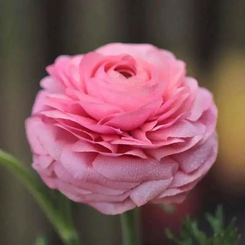Ranunculus Asiaticus, Pink ( Bulbs) Persian Buttercup - Caribbean garden seed
