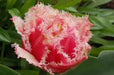 Queensland Tulip (Bulbs 12/+cm,) fringed - Caribbean garden seed