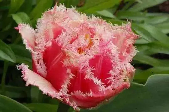 Queensland Tulip (Bulbs 12/+cm,) fringed - Caribbean garden seed