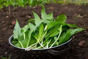 Ramp,Wild Leek Seeds (Allium tricoccum)   Perennial, - Caribbean garden seed